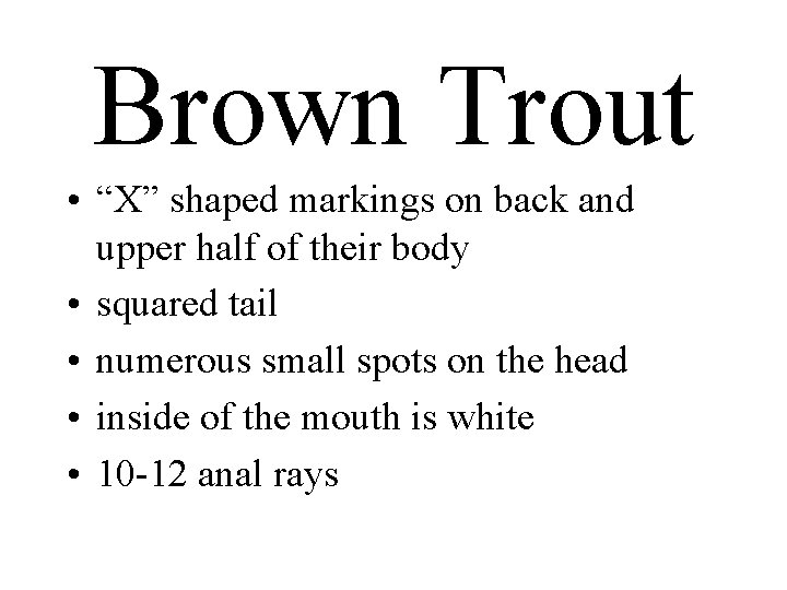 Brown Trout • “X” shaped markings on back and upper half of their body