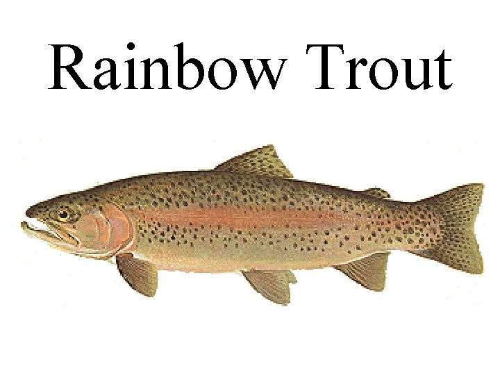 Rainbow Trout 