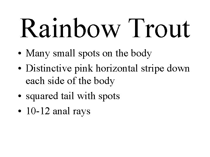 Rainbow Trout • Many small spots on the body • Distinctive pink horizontal stripe