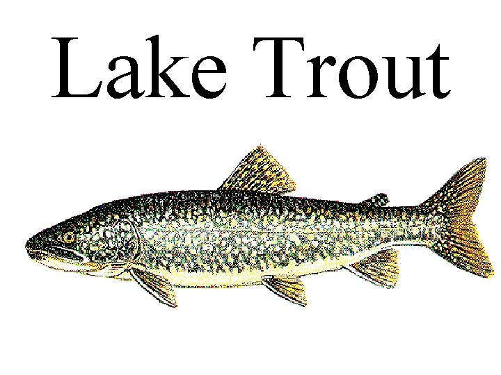 Lake Trout 