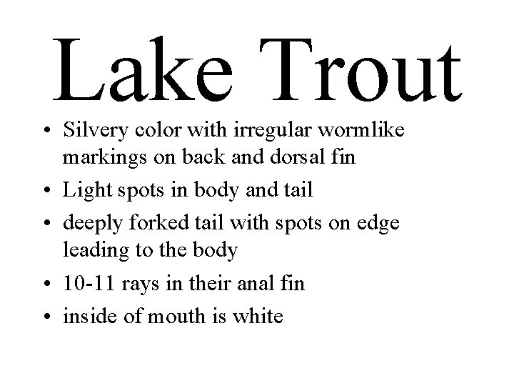 Lake Trout • Silvery color with irregular wormlike markings on back and dorsal fin