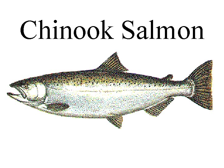 Chinook Salmon 