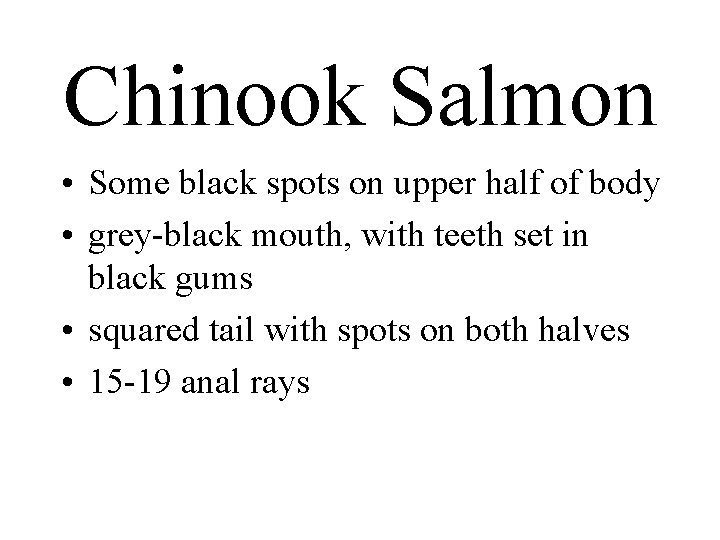 Chinook Salmon • Some black spots on upper half of body • grey-black mouth,