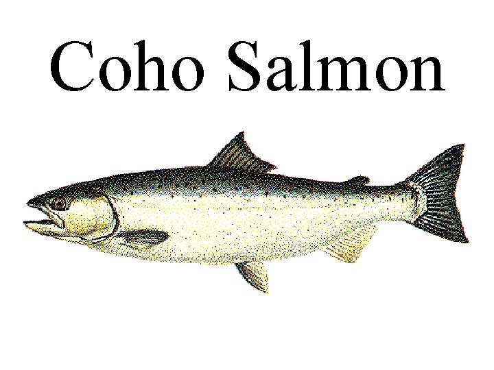 Coho Salmon 