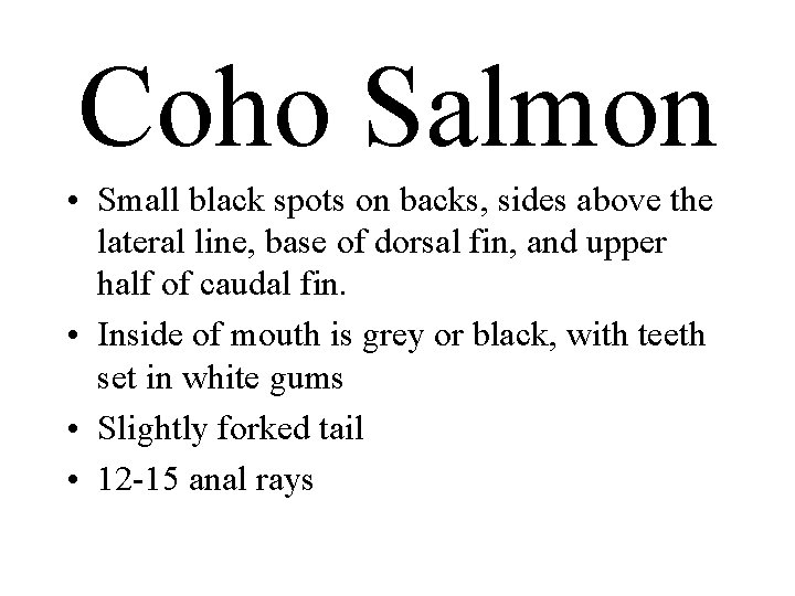 Coho Salmon • Small black spots on backs, sides above the lateral line, base