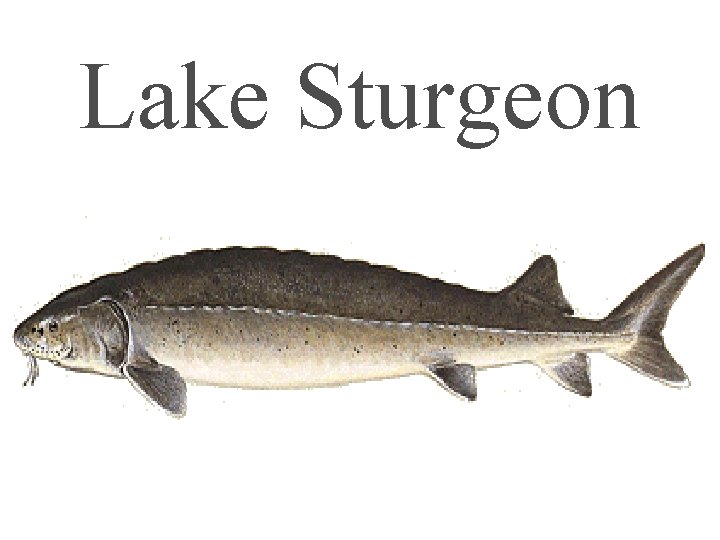 Lake Sturgeon 