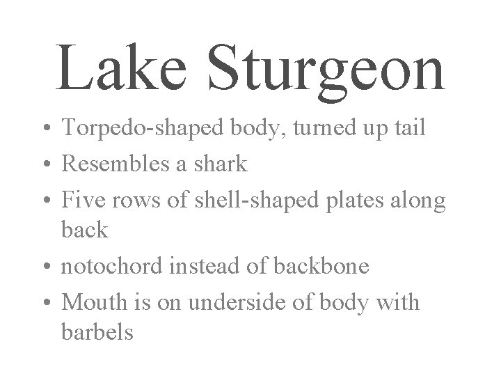 Lake Sturgeon • Torpedo-shaped body, turned up tail • Resembles a shark • Five