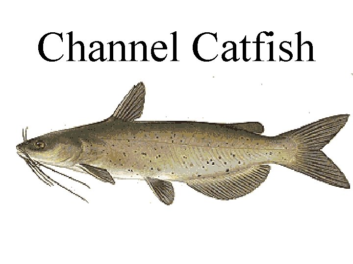 Channel Catfish 