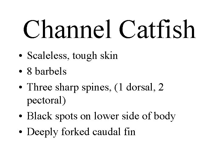 Channel Catfish • Scaleless, tough skin • 8 barbels • Three sharp spines, (1