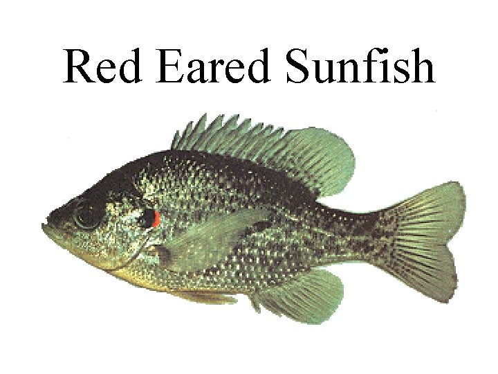 Red Eared Sunfish 