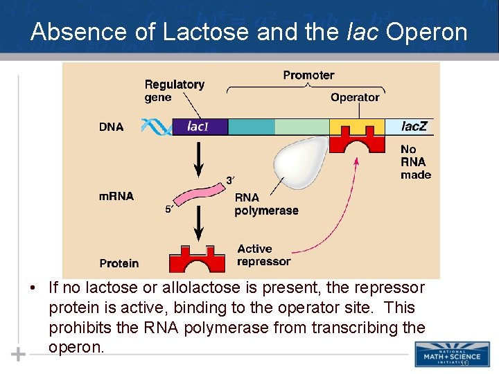 Absence of Lactose and the lac Operon • If no lactose or allolactose is