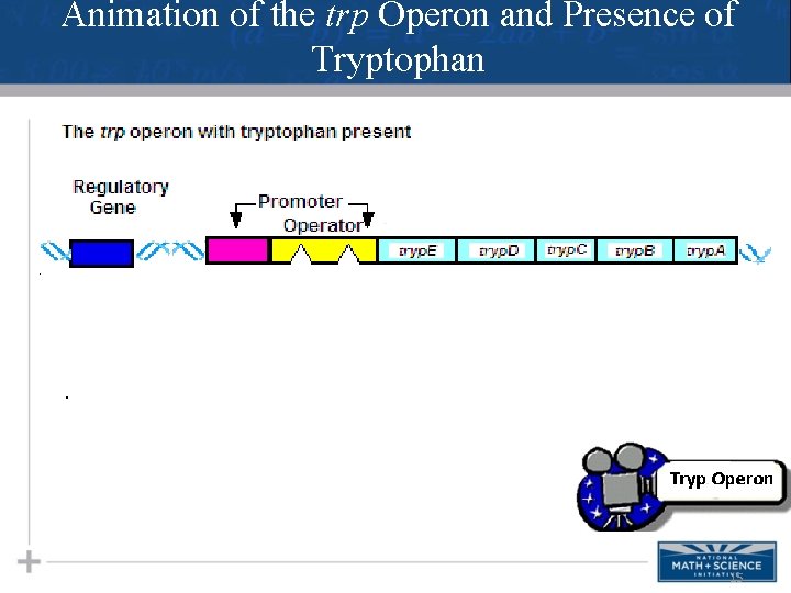 Animation of the trp Operon and Presence of Tryptophan 15 