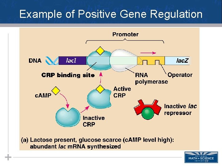 Example of Positive Gene Regulation 17 