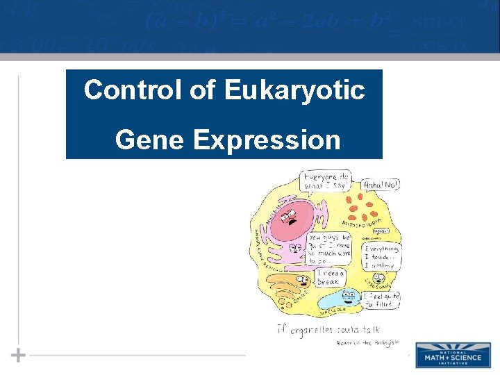 Control of Eukaryotic Gene Expression 