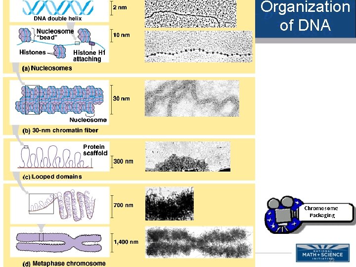 Organization of DNA 22 