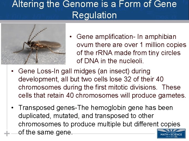 Altering the Genome is a Form of Gene Regulation • Gene amplification- In amphibian