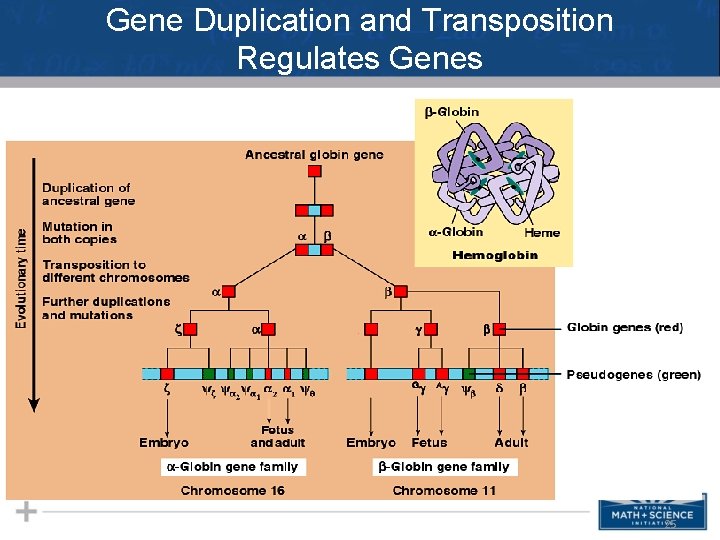 Gene Duplication and Transposition Regulates Genes 25 