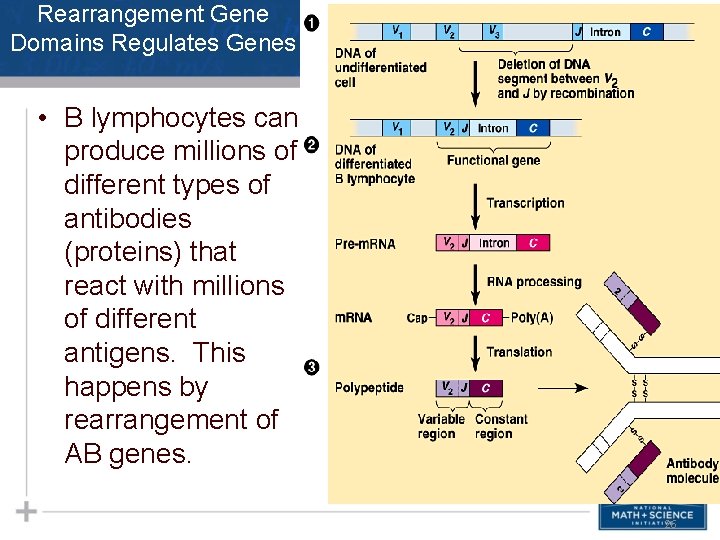 Rearrangement Gene Domains Regulates Genes • B lymphocytes can produce millions of different types