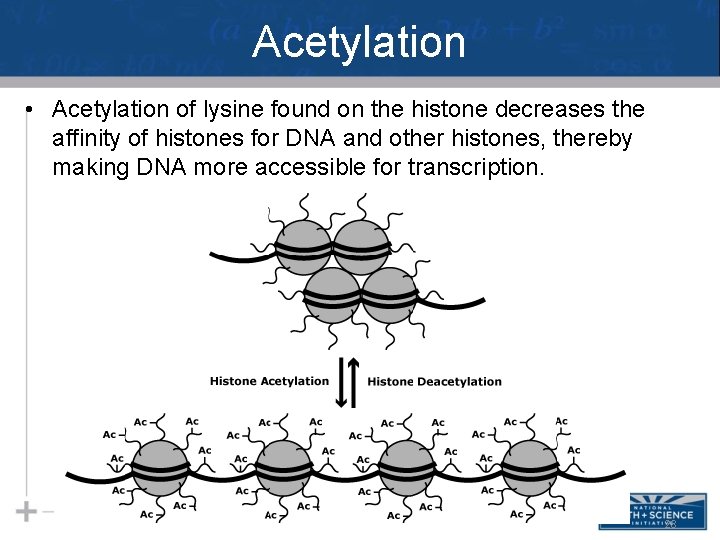 Acetylation • Acetylation of lysine found on the histone decreases the affinity of histones