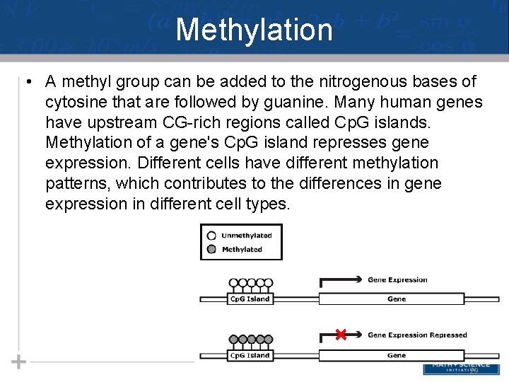 Methylation • A methyl group can be added to the nitrogenous bases of cytosine