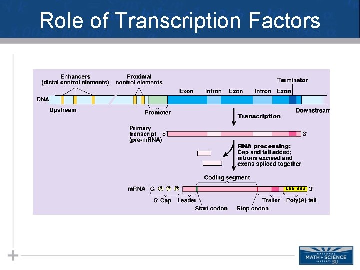 Role of Transcription Factors 30 