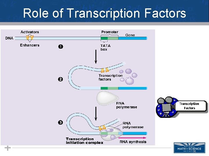 Role of Transcription Factors 31 