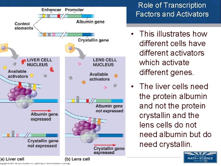 Role of Transcription Factors and Activators • This illustrates how different cells have different