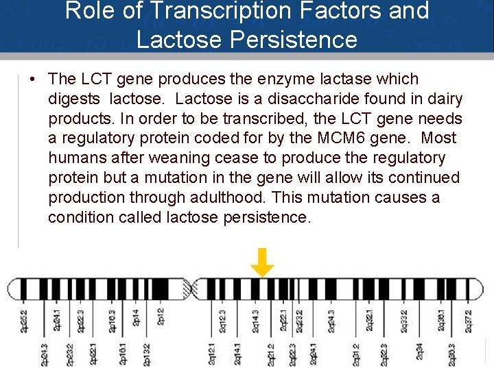 Role of Transcription Factors and Lactose Persistence • The LCT gene produces the enzyme