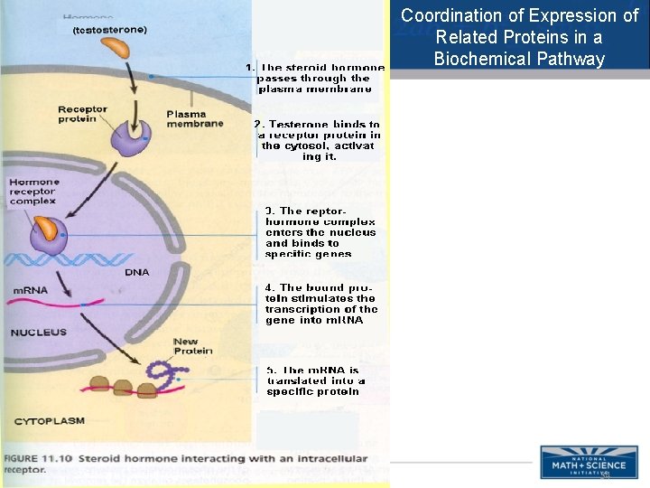 Coordination of Expression of Related Proteins in a Biochemical Pathway 34 