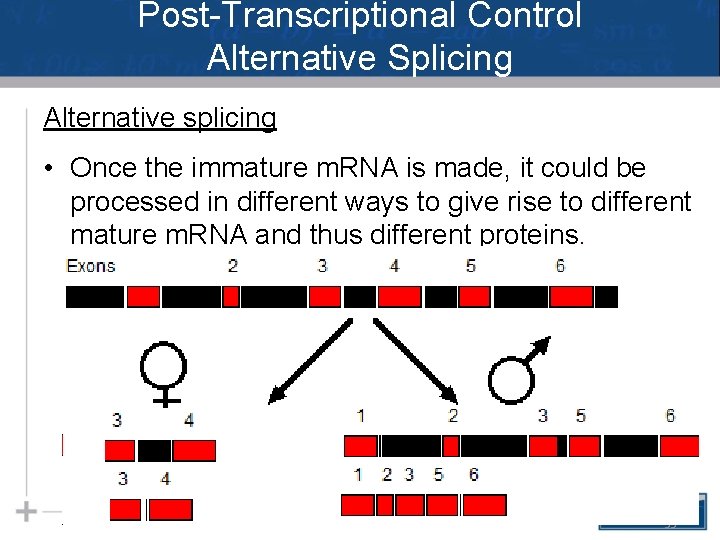 Post-Transcriptional Control Alternative Splicing Alternative splicing • Once the immature m. RNA is made,