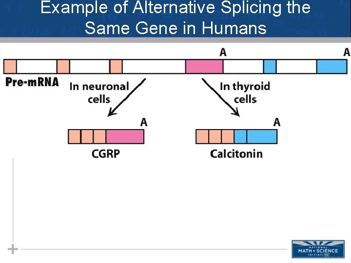 Example of Alternative Splicing the Same Gene in Humans 37 