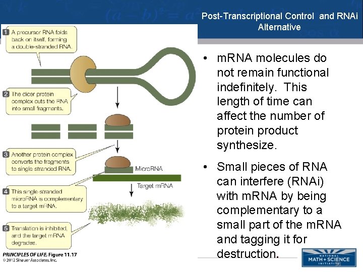 Post-Transcriptional Control and RNAi Alternative • m. RNA molecules do not remain functional indefinitely.