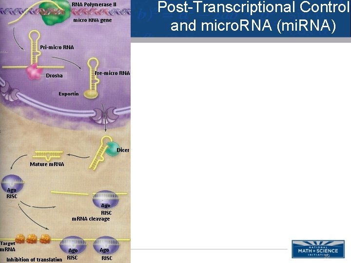 Post-Transcriptional Control and micro. RNA (mi. RNA) 39 