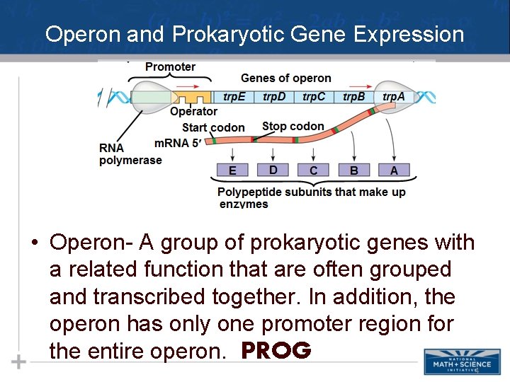 Operon and Prokaryotic Gene Expression • Operon- A group of prokaryotic genes with a