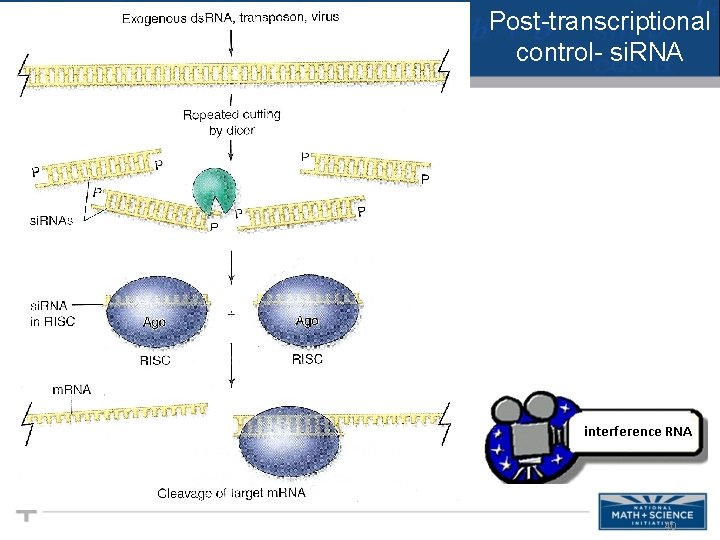 Post-transcriptional control- si. RNA 40 