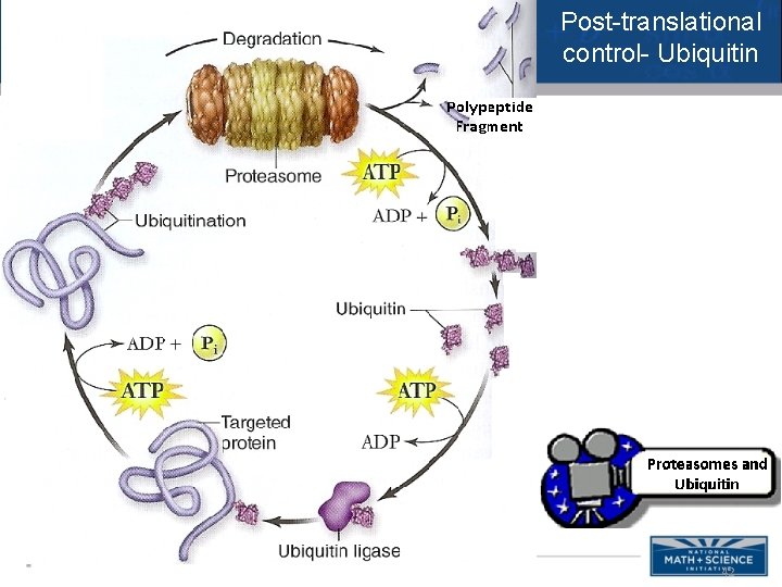 Post-translational control- Ubiquitin 42 