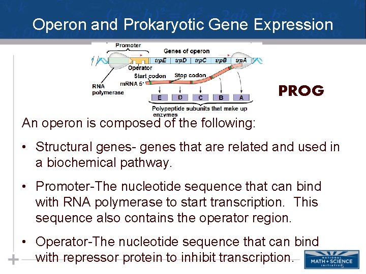 Operon and Prokaryotic Gene Expression PROG An operon is composed of the following: •