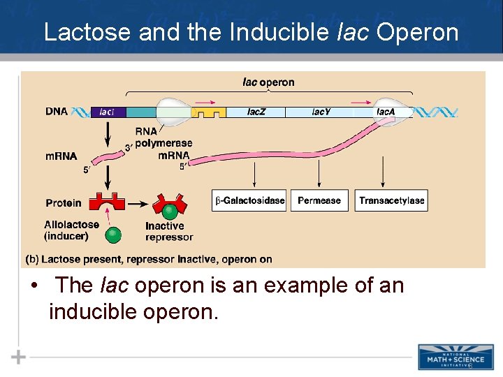 Lactose and the Inducible lac Operon Negative Gene Regulation 1. Inducible operon- the lac