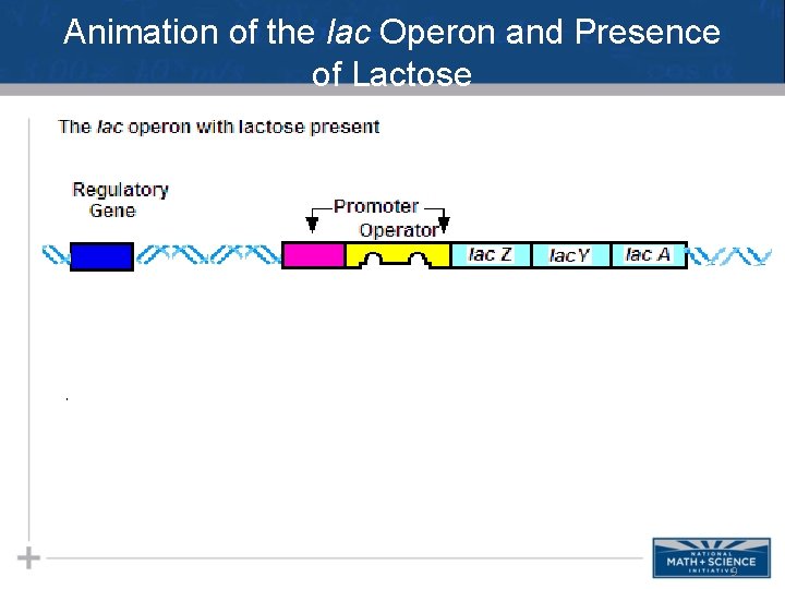 Animation of the lac Operon and Presence of Lactose 9 