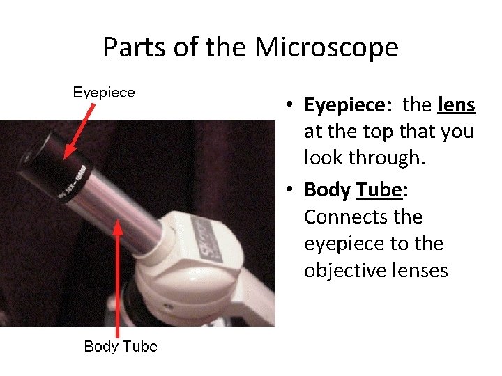 Parts of the Microscope • Eyepiece: the lens at the top that you look