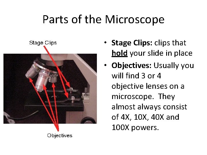 Parts of the Microscope • Stage Clips: clips that hold your slide in place