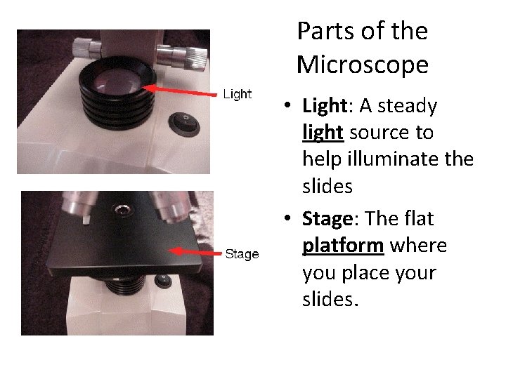 Parts of the Microscope • Light: A steady light source to help illuminate the