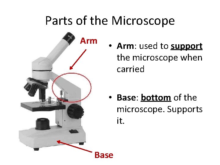 Parts of the Microscope Arm • Arm: used to support the microscope when carried