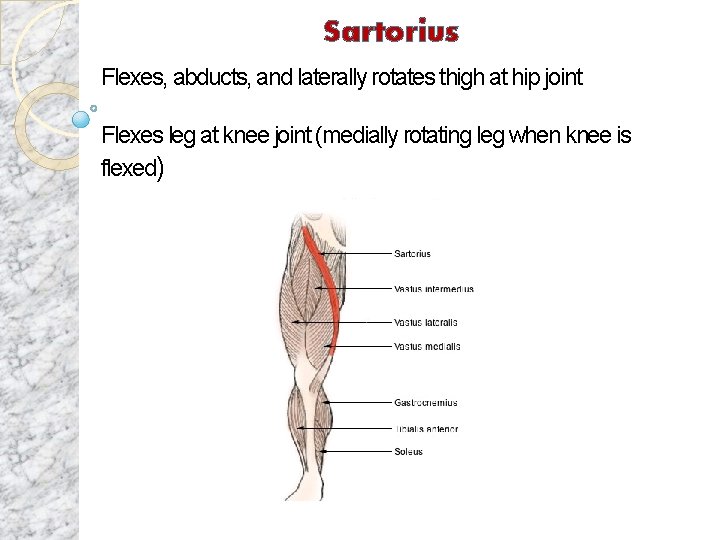 Sartorius Flexes, abducts, and laterally rotates thigh at hip joint Flexes leg at knee