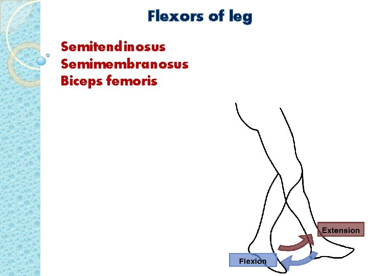 Flexors of leg Semitendinosus Semimembranosus Biceps femoris 