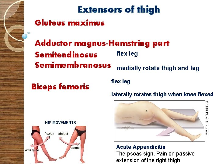 Extensors of thigh Gluteus maximus Adductor magnus-Hamstring part flex leg Semitendinosus Semimembranosus medially rotate