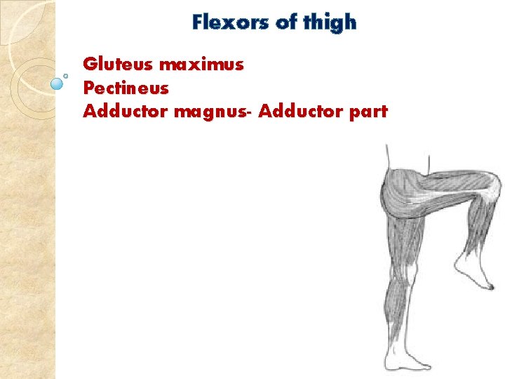 Flexors of thigh Gluteus maximus Pectineus Adductor magnus- Adductor part 