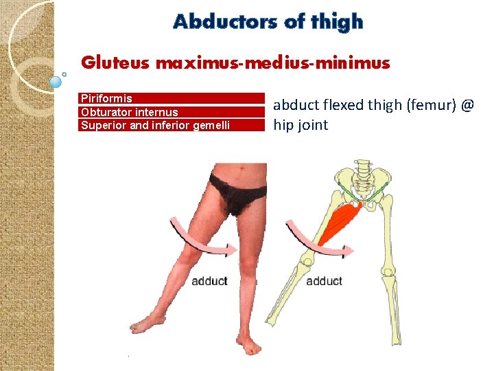 Abductors of thigh Gluteus maximus-medius-minimus Piriformis Obturator internus Superior and inferior gemelli abduct flexed