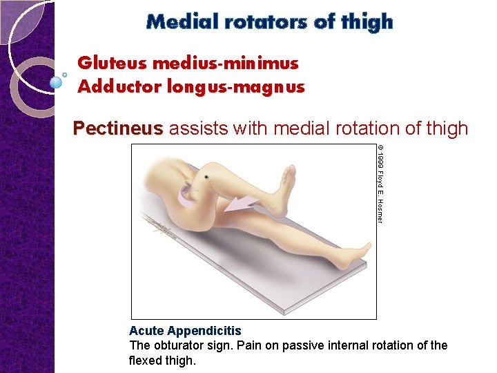 Medial rotators of thigh Gluteus medius-minimus Adductor longus-magnus Pectineus assists with medial rotation of