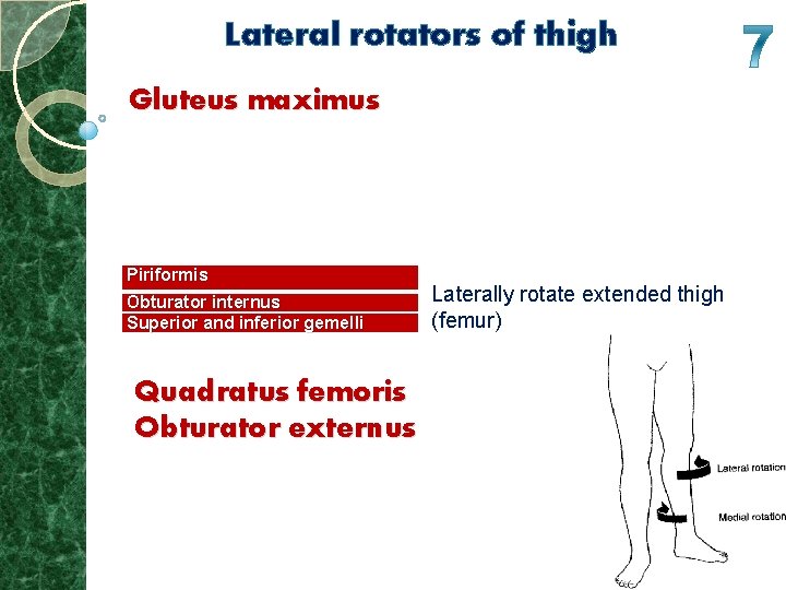 Lateral rotators of thigh Gluteus maximus Piriformis Obturator internus Superior and inferior gemelli Quadratus